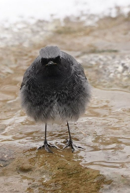 livebirdspoland_85c4f0a75bf5ba933aa07036017429fd.png