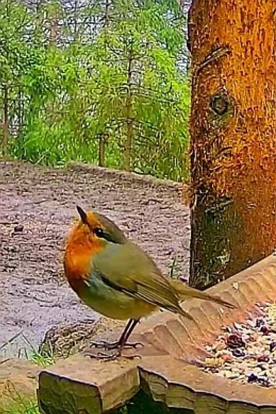 livebirdspoland_022942a656d0e1da94c624940536c913.jpg