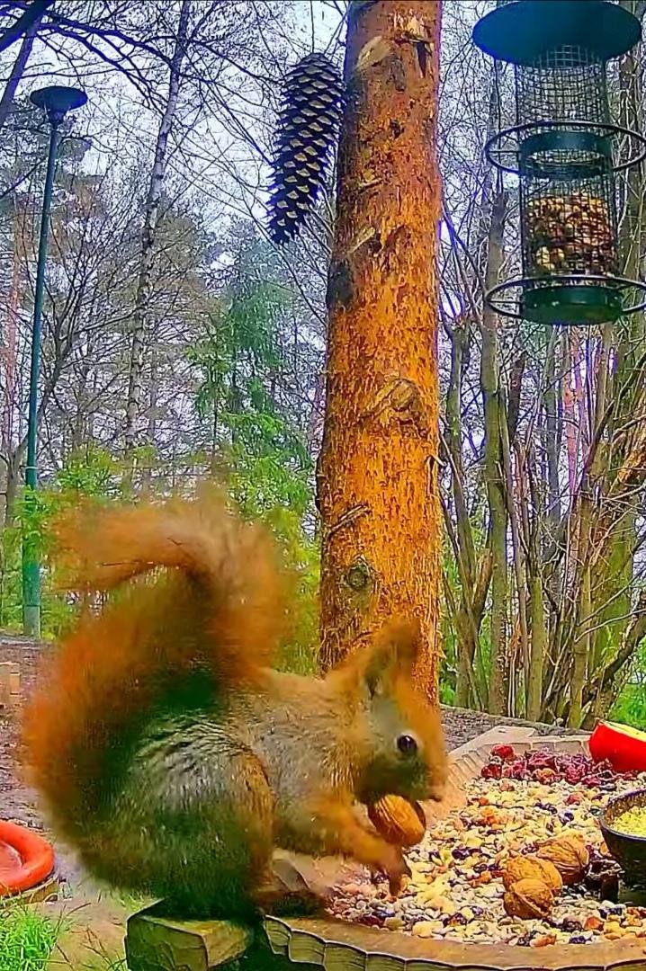 livebirdspoland_ff0e321c6e7fba9984f86b135de8e2dc.jpg