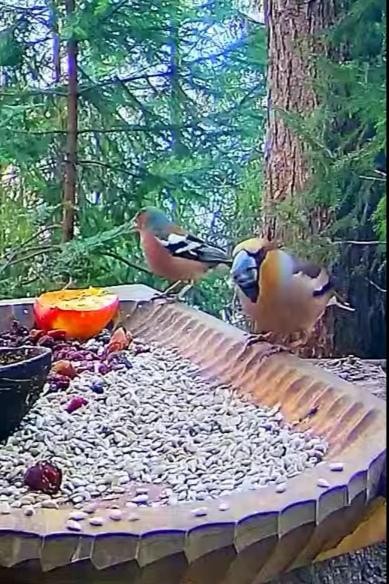 livebirdspoland_be48ed60da57a7d2590bd734931aa146.jpg