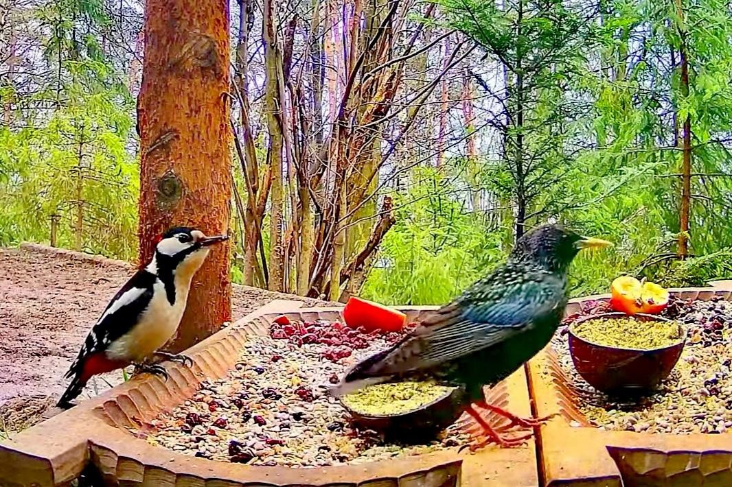 livebirdspoland_0c4f71df87b7656e557ac31077fea39a.jpg
