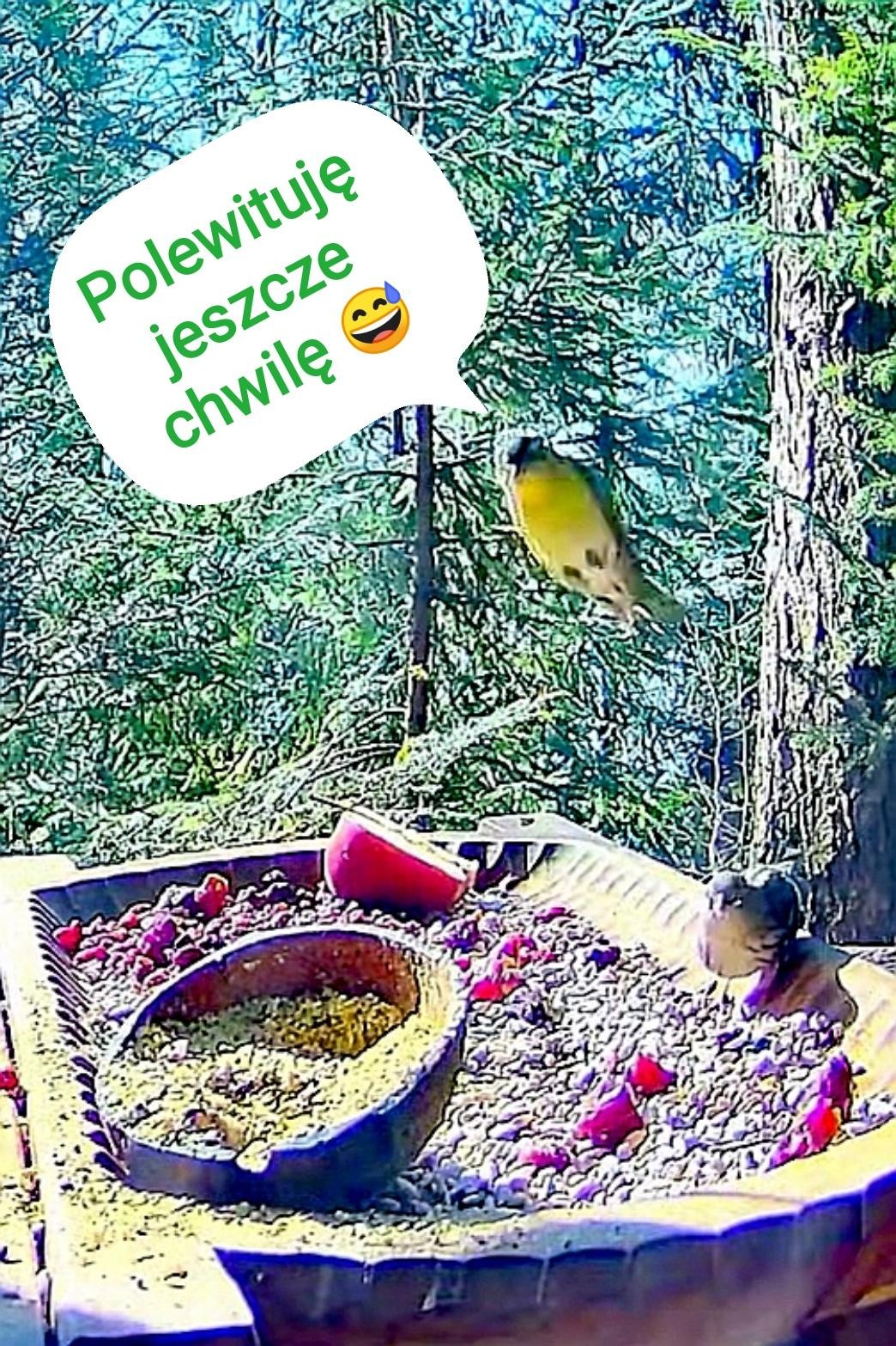 livebirdspoland_f71cd79a83a1b766084eb20078bc8d7f.jpg