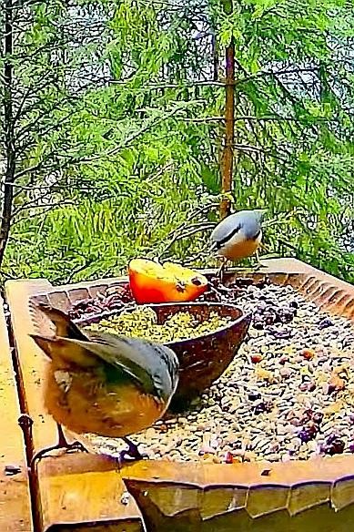 livebirdspoland_7ac12a7b4eb8f597e08a4cbadb9d8d01.jpg