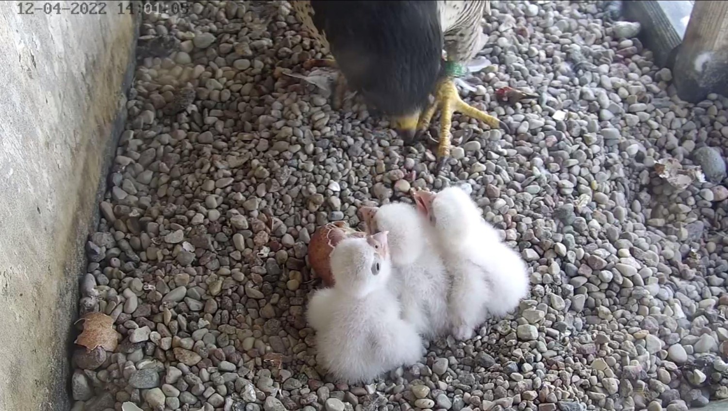 livebirdspoland_f30c8e57ab7bc0ea329cf98add7536ac.jpg
