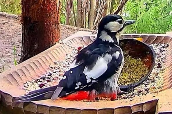 livebirdspoland_11564e89def21ad5b1676341d59ae9e5.jpg