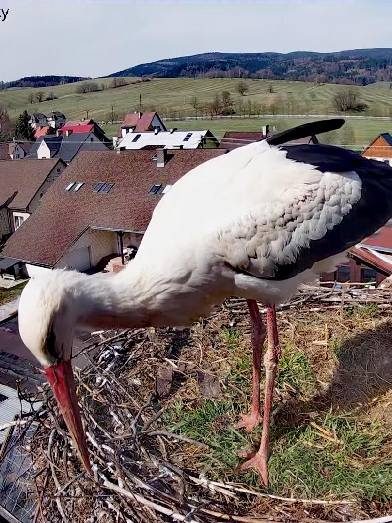 livebirdspoland_e8236538decb6fffffe88f35ab677117.jpg
