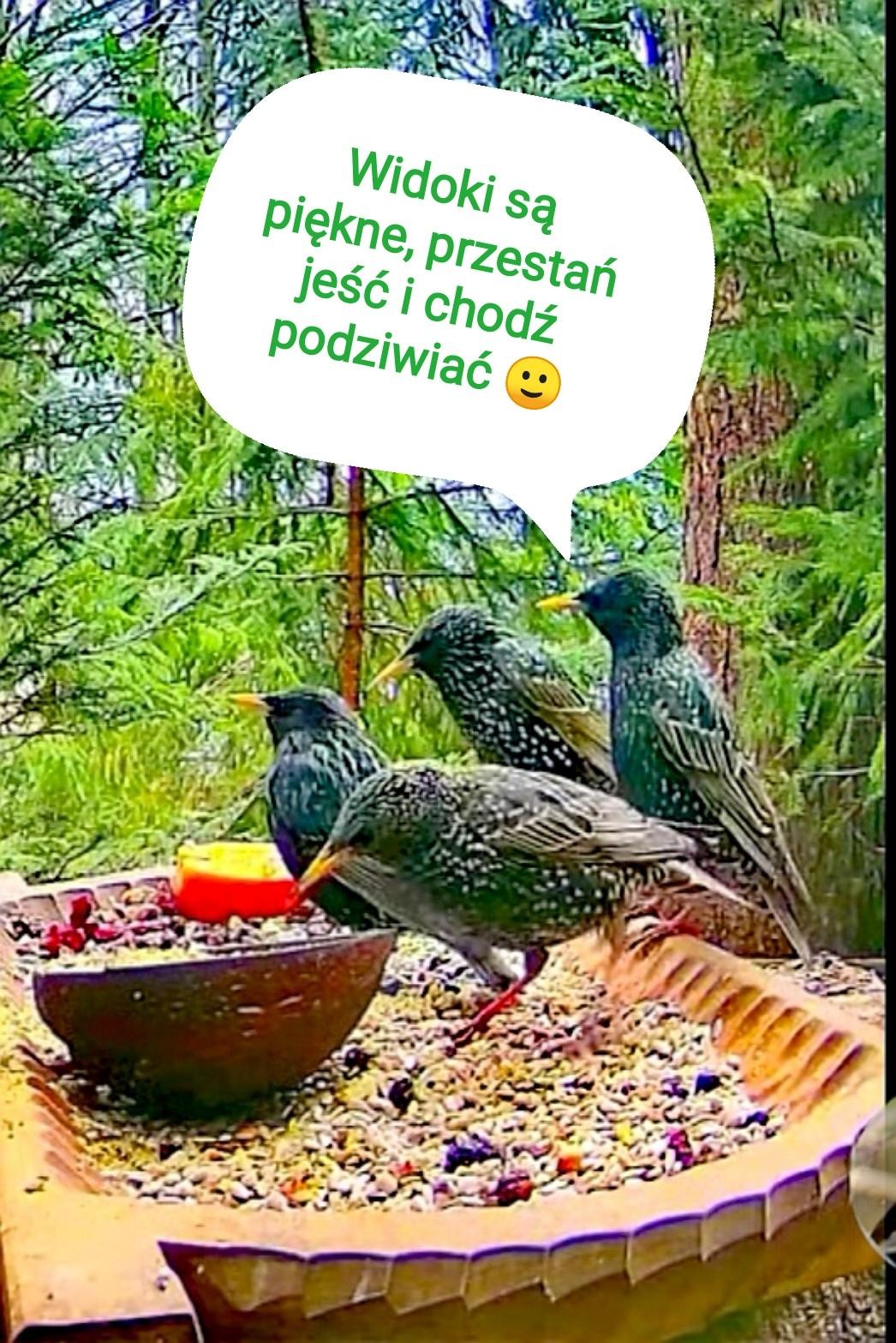 livebirdspoland_635622cbe3460a43ad5f05717fb088fd.jpg