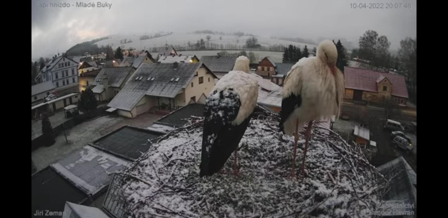 livebirdspoland_fc6aeb772aea185806d82715f68e71b9.jpg