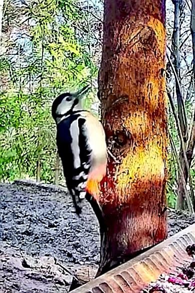 livebirdspoland_5937585b510d06e5fc6bff27284db03c.jpg