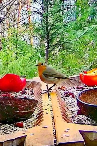 livebirdspoland_63b46598ccc30a2c394c782f97d3f6cf.jpg