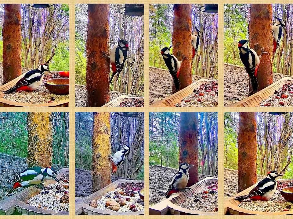 livebirdspoland_03c68fee7ef0539c7c7b34d7e63ef585.jpg