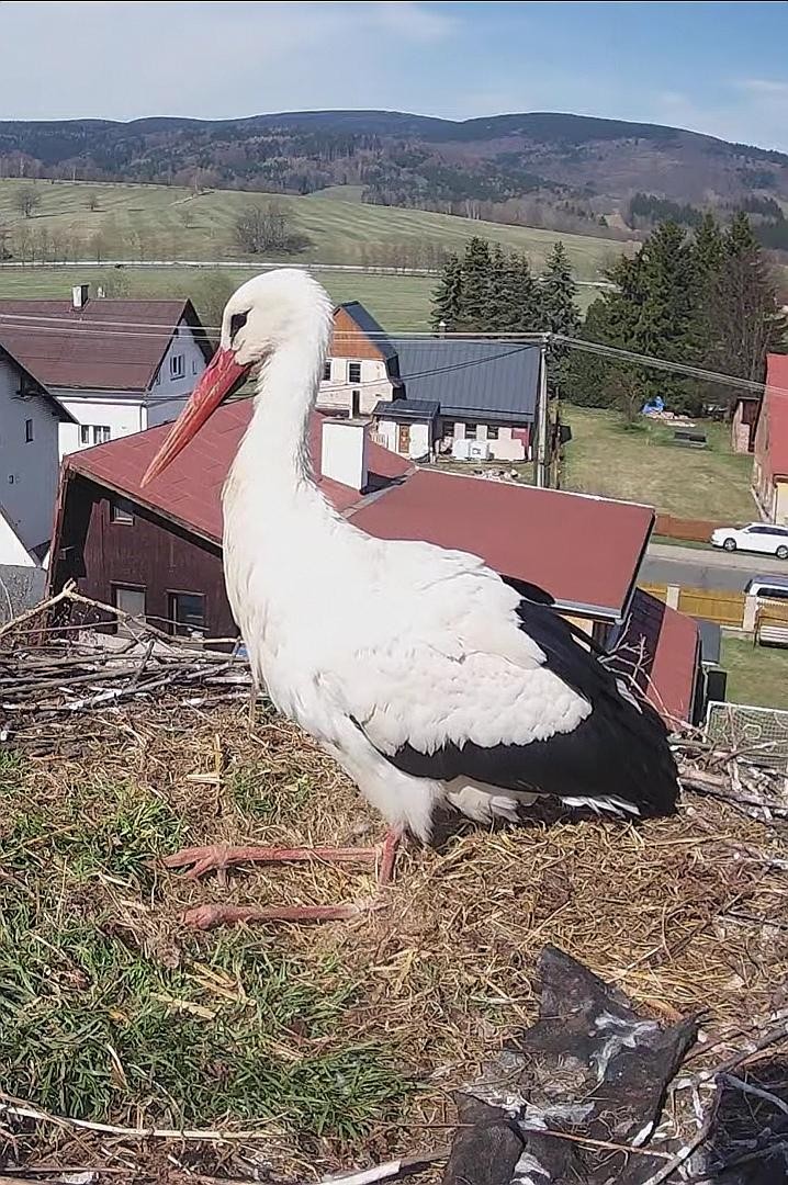 livebirdspoland_b51c3f35d9af1f251d64cbc82ebe6277.jpg