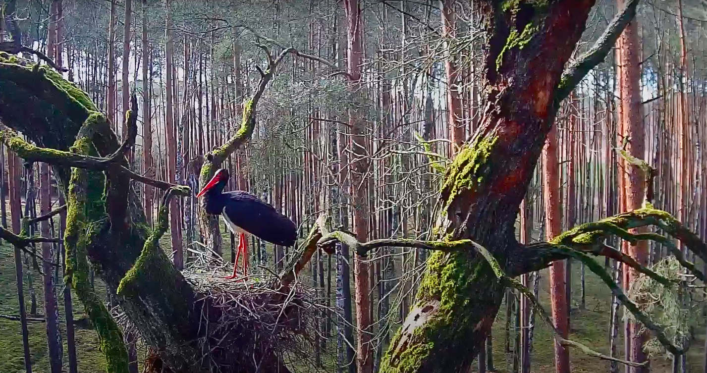 livebirdspoland_1256b1714cd51a9ef86963e6bc1d3dce.png