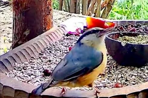 livebirdspoland_d7c929bdfa7d11ea9bb46818ad7bc98d.jpg