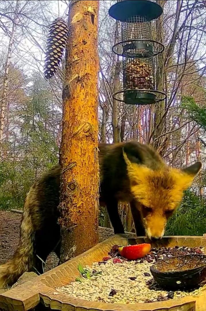 livebirdspoland_f491e85df478b37849f6f9f280c40e7d.jpg