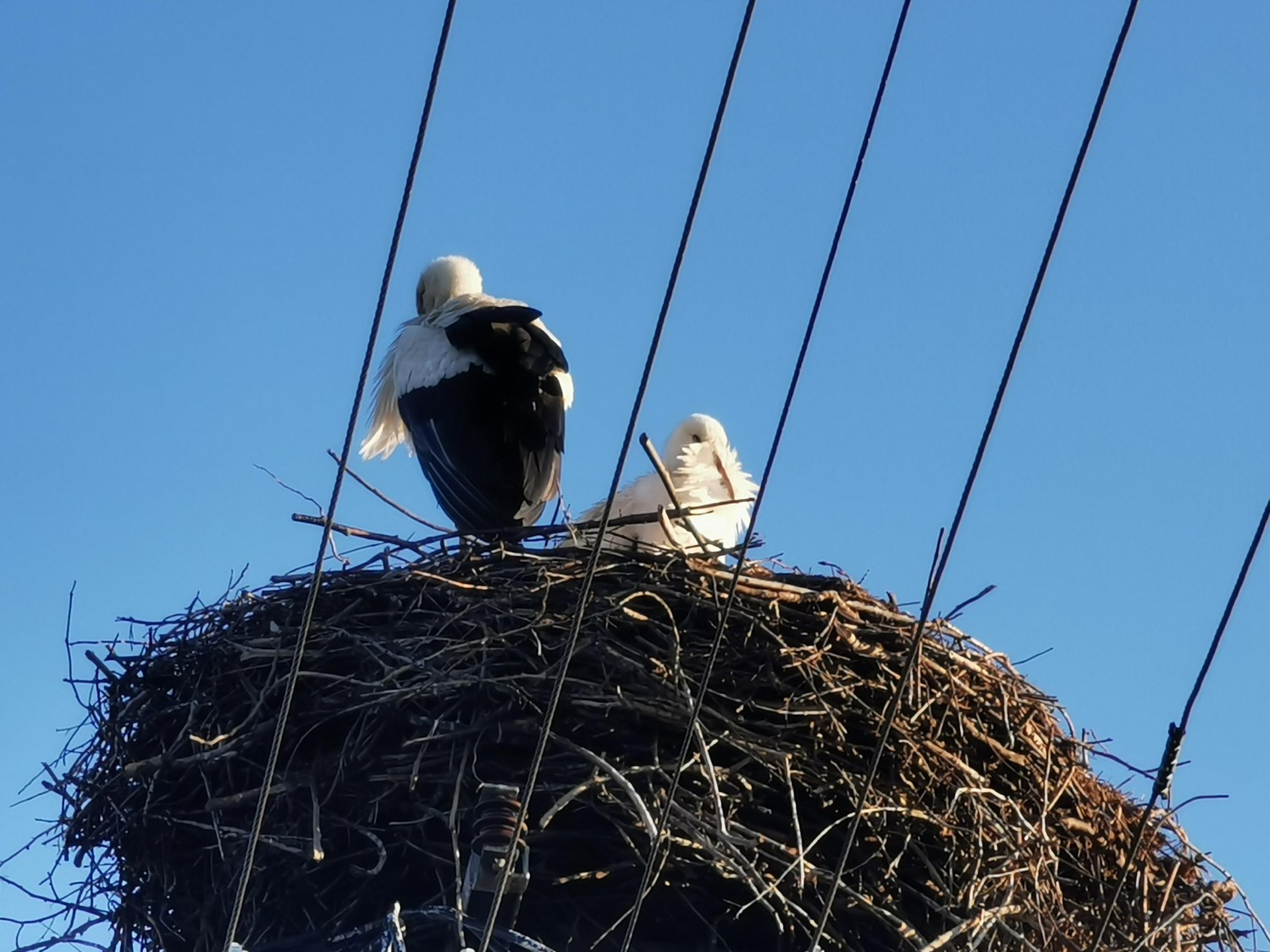 livebirdspoland_d2039b2f9e3109af4a1fe00786902891.jpg