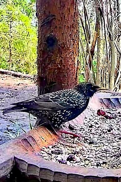 livebirdspoland_e2c0f8cbe964ac2ea6468ebe37014971.jpg