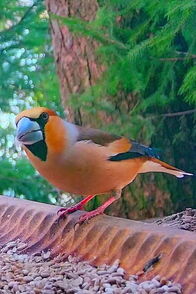 livebirdspoland_d1136715619e85306c72934d2791adf3.jpg