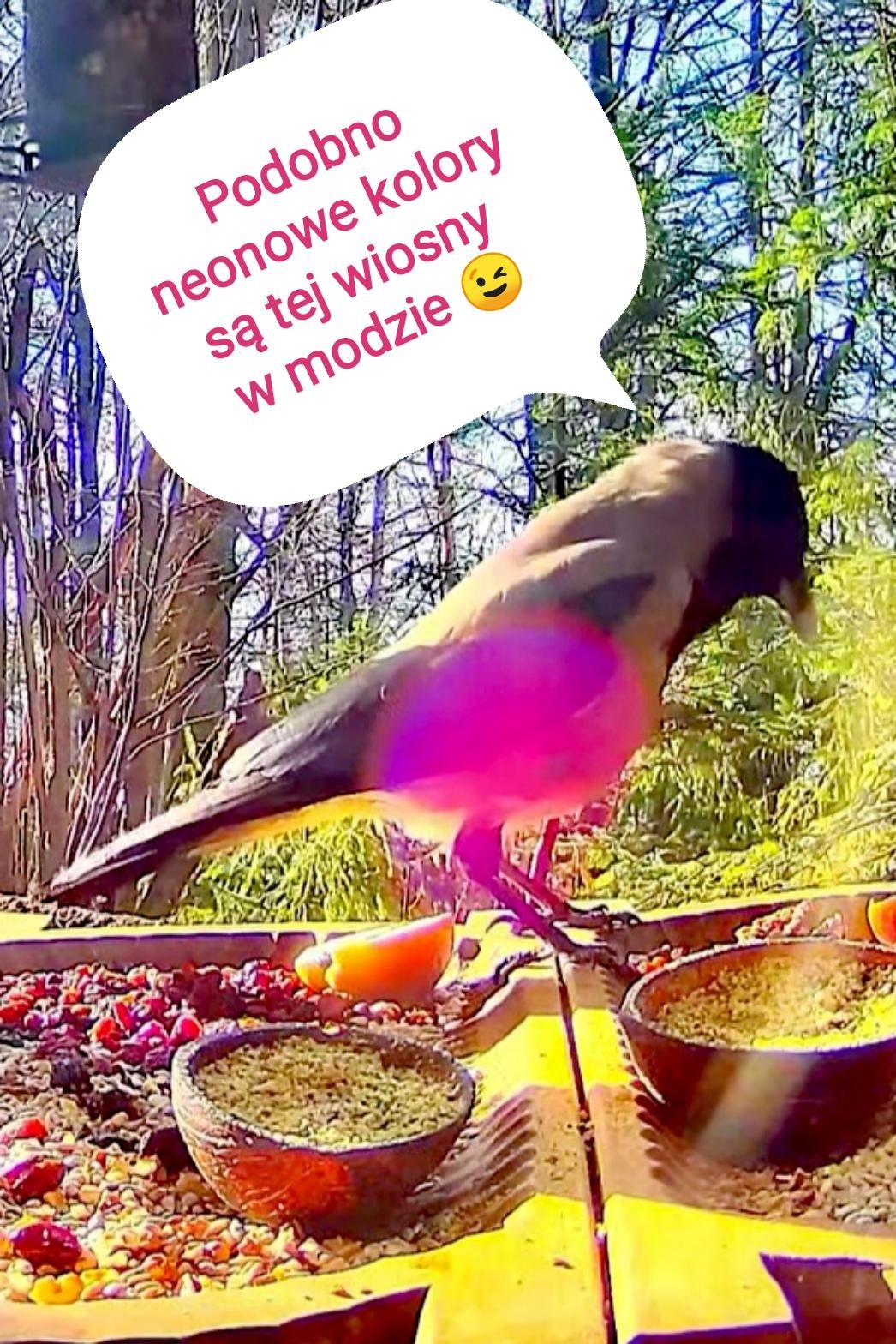 livebirdspoland_9c175ad9b1c125b3f389457237b323de.jpg
