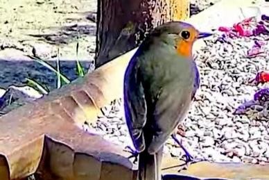 livebirdspoland_04b6cce6d33e480aa95dc0885ce3edac.jpg