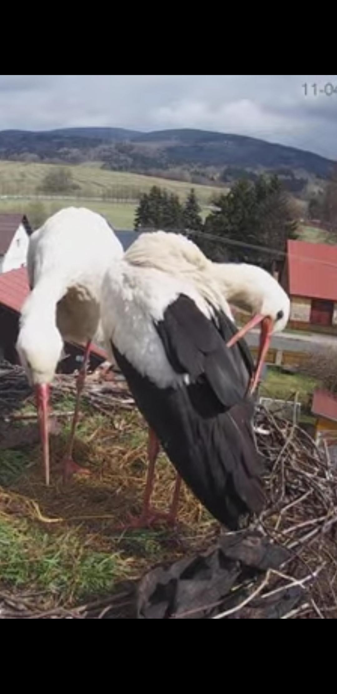 livebirdspoland_e41dc7b9b90d71910dabf06a54b952c8.jpg