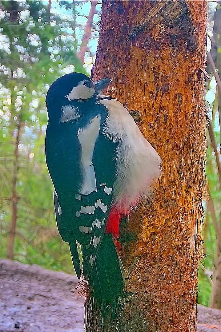 livebirdspoland_0cdc0c9d3351c61aa77917134e1fdae9.jpg