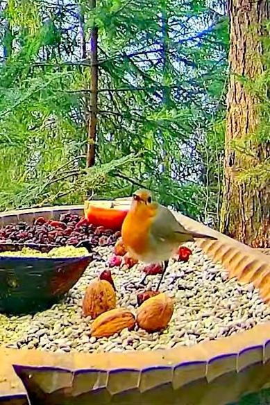 livebirdspoland_abd429179c380ced0021b36151ff8ded.jpg