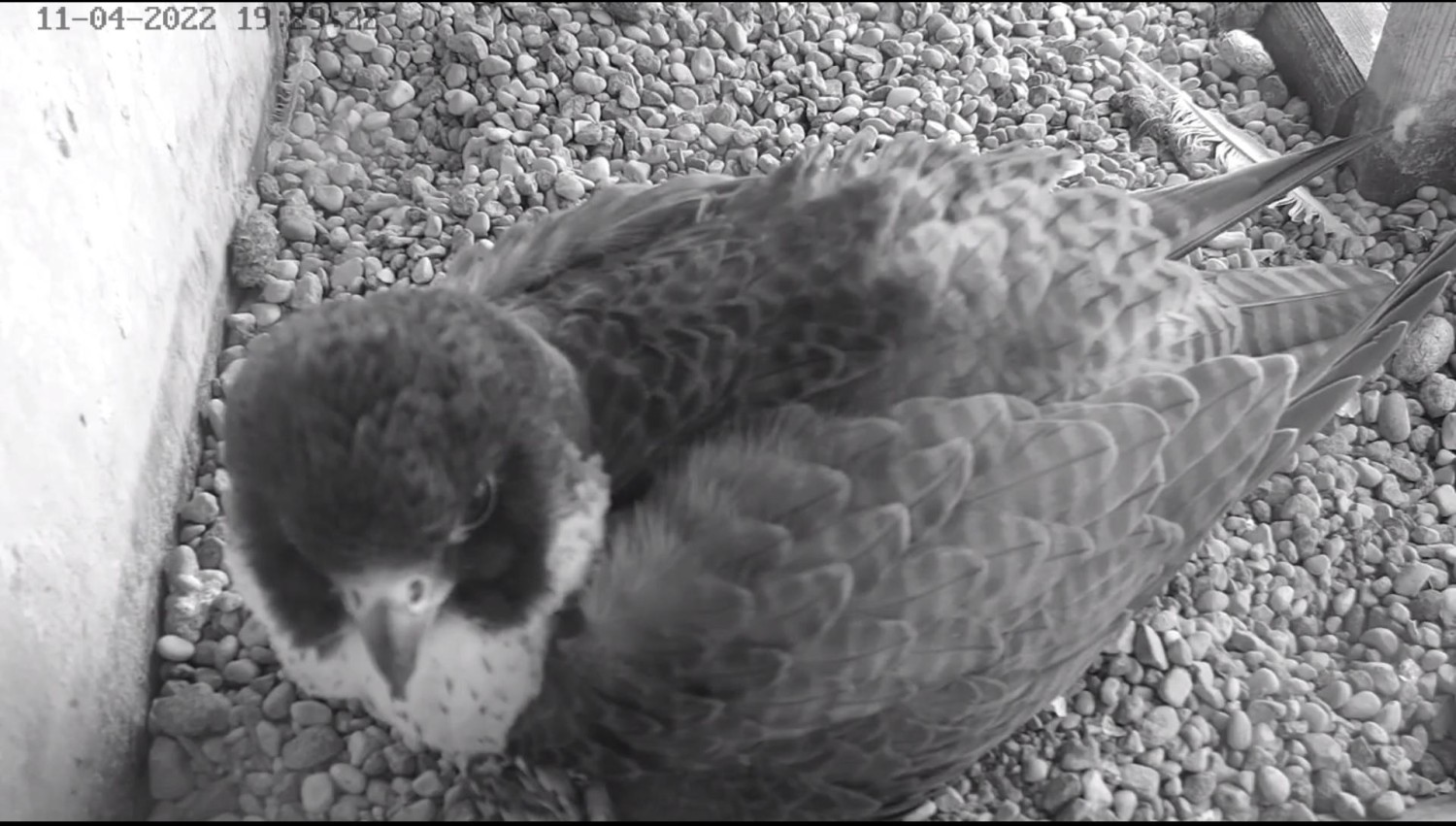 livebirdspoland_3c82df78c3a4105ac1e158df8508dc6c.jpg