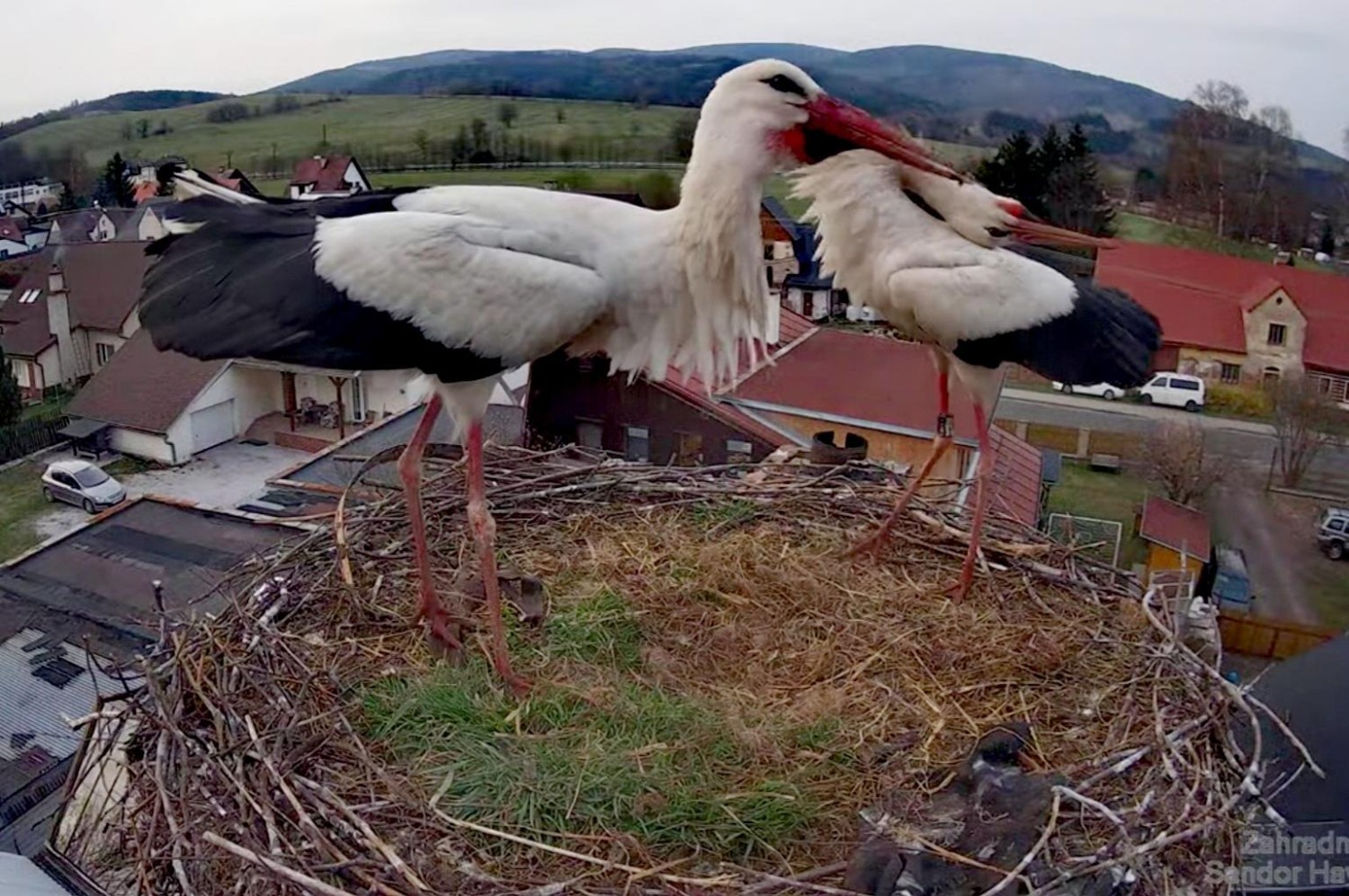 livebirdspoland_df655ce73ceb6654da8e03dd7f222f64.jpg