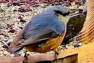 livebirdspoland_9ed034644752da19fdea7ac577404d85.jpg