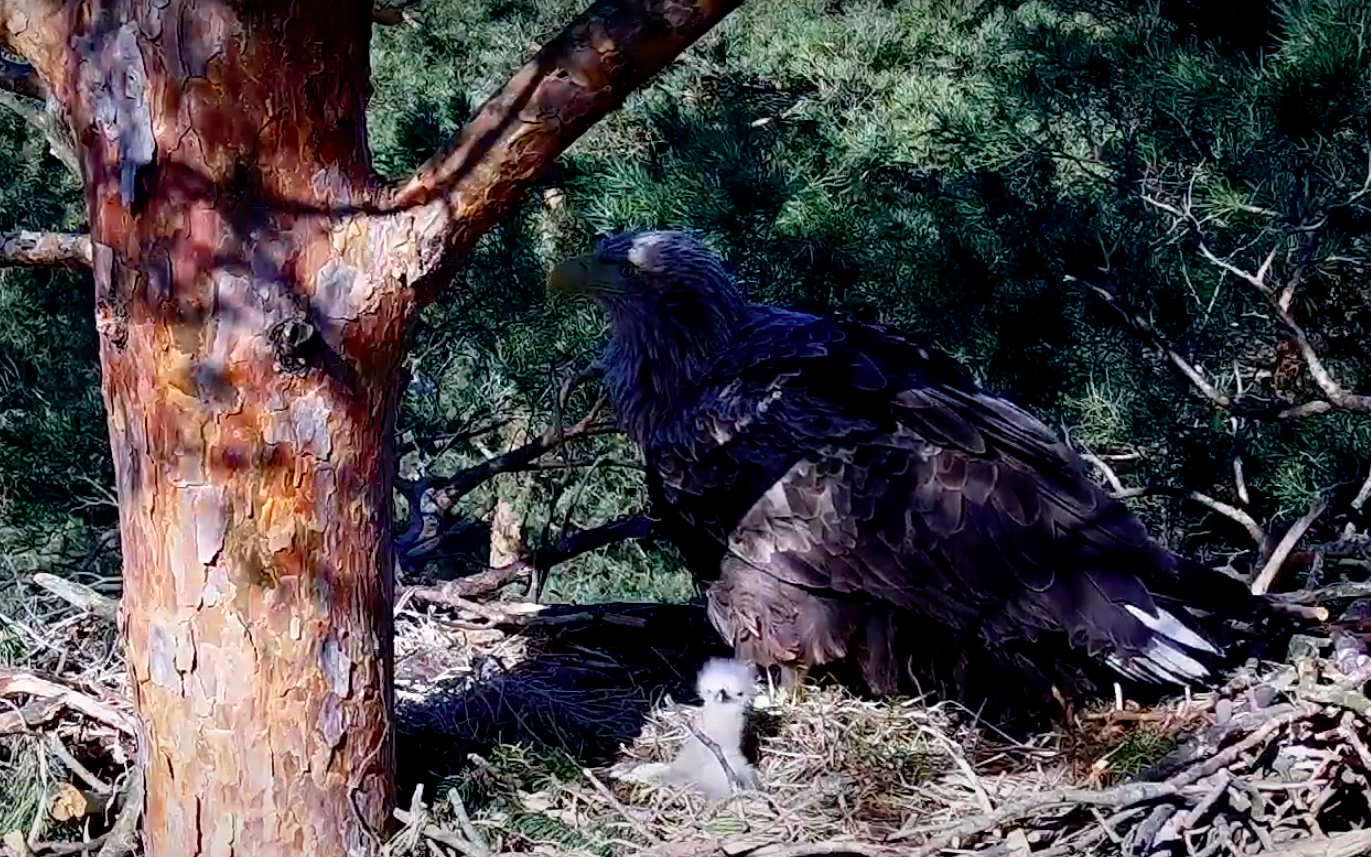 livebirdspoland_49324fae06e835894fee40592d7f50fc.png
