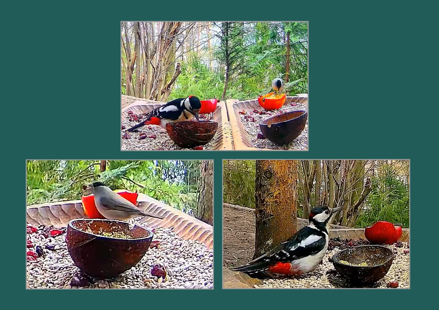 livebirdspoland_6a98ea890c54f05b002618c3ab7801dd.jpg