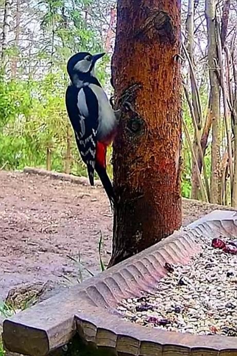 livebirdspoland_61452897ae35bc436e6be0712e196c6b.jpg