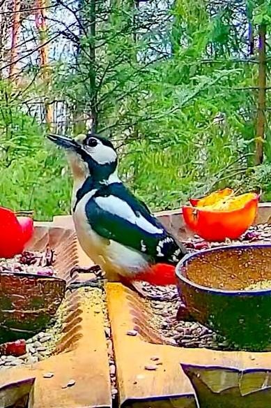 livebirdspoland_16c28312166b10af062dfa91f085acc9.jpg