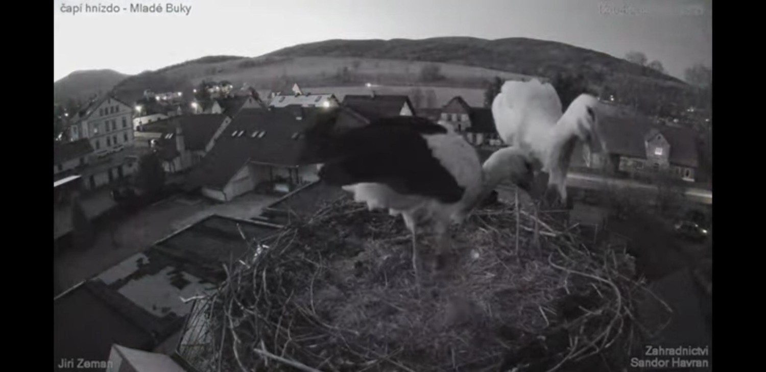 livebirdspoland_39c4b9e1fcbc398325cd68804940464b.jpg