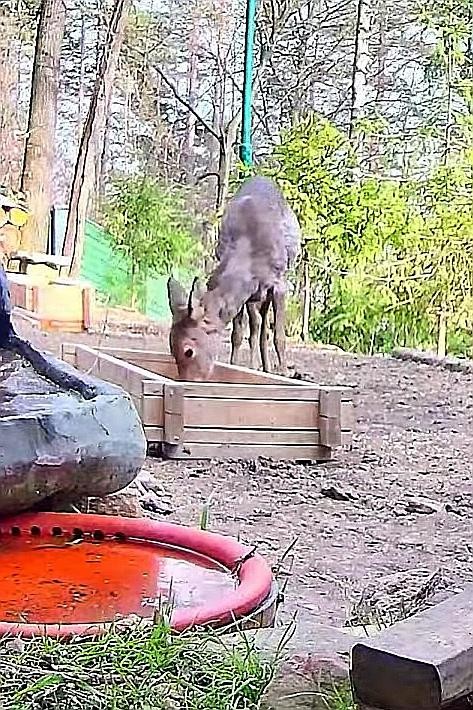livebirdspoland_74d320ad27d1dcdff4577374627a76fd.jpg