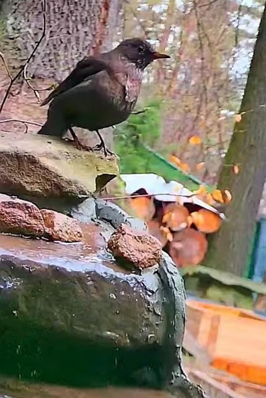 livebirdspoland_7c2061a2462c0b87aaf447fb98f41e94.jpg