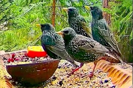 livebirdspoland_5857201131da16856420f9ce5fc5d9f0.jpg