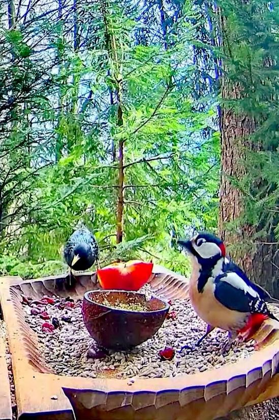 livebirdspoland_0c9f4298981493e5b7242e363156d5a4.jpg