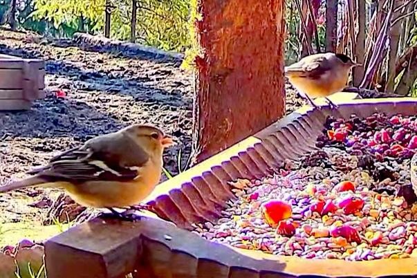 livebirdspoland_05b11acb657b9b37ba285ac3637b275d.jpg