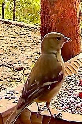 livebirdspoland_6589f285cf0ca131c4b62372de7ef4f9.jpg