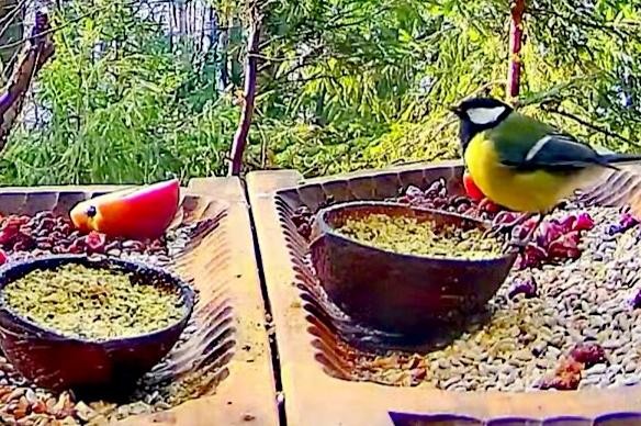 livebirdspoland_d16d0ef48d10d5f1ec86081bcec936e0.jpg