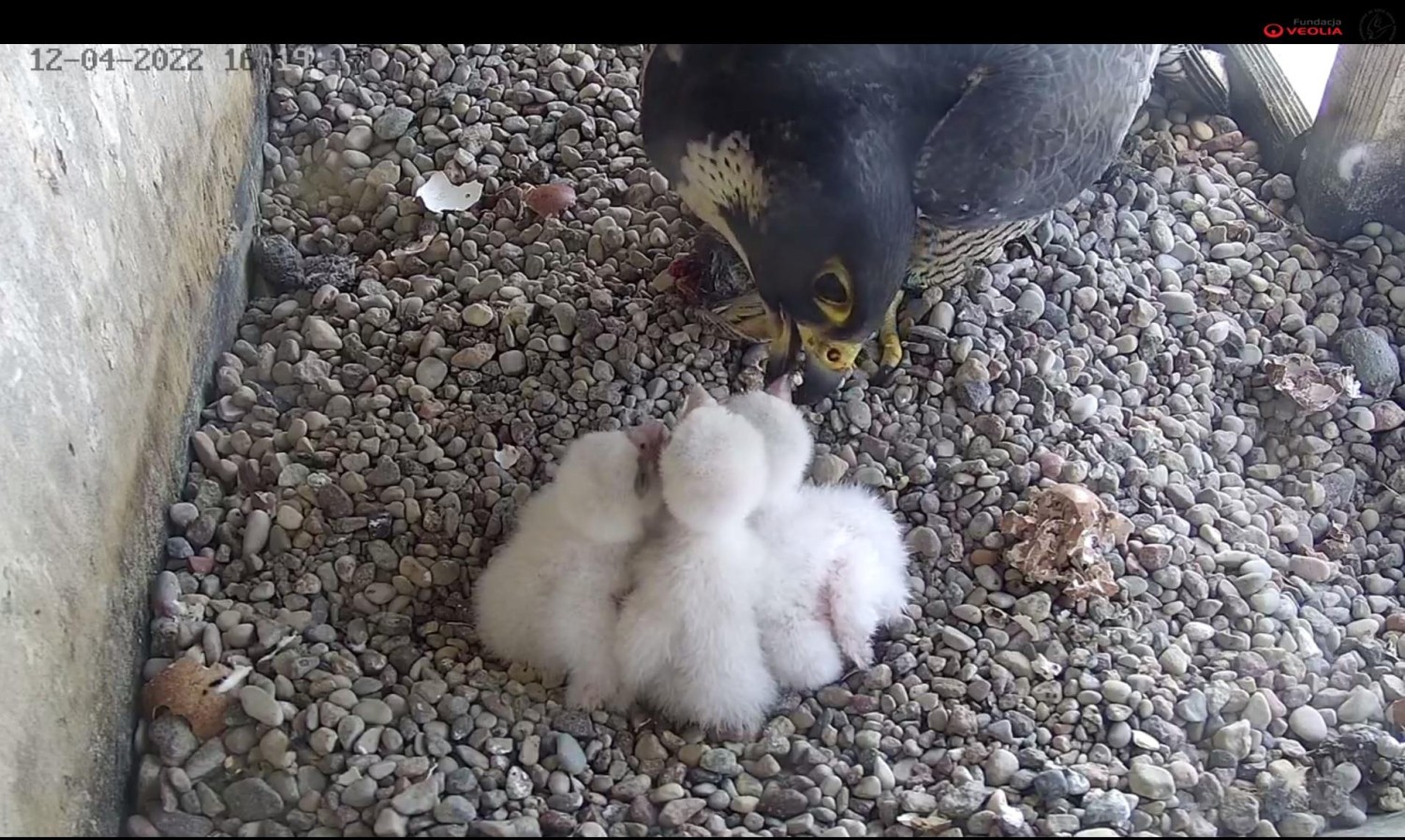 livebirdspoland_673cdb81a99fc322e5c05b6dfcee87b8.jpg