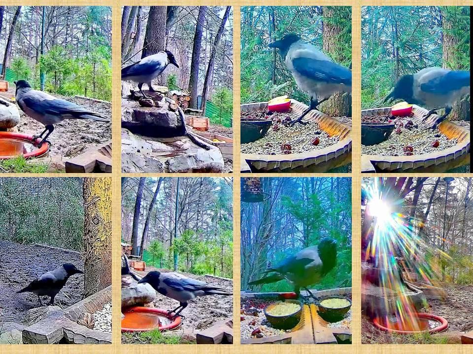 livebirdspoland_2fa1767e860d121cc74f30d0d2f02991.jpg