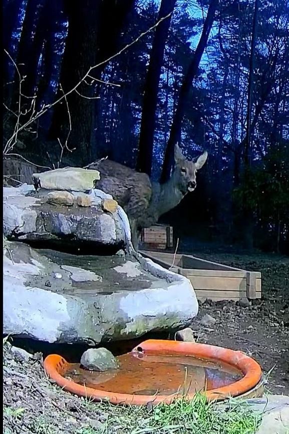 livebirdspoland_951271401b1e22199badc44280e15d7d.jpg