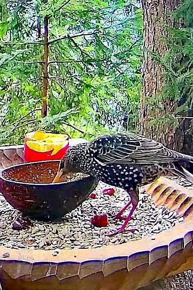 livebirdspoland_94ad3126d0d509fa34b8010863925591.jpg
