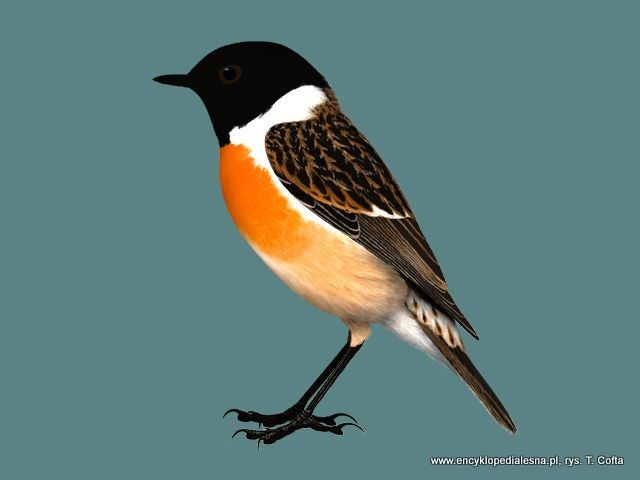 livebirdspoland_0fc38824e954725a2fb823ca52e8d93c.png