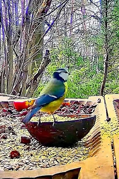 livebirdspoland_ab831d47047431c131c2cd7e44e130d3.jpg
