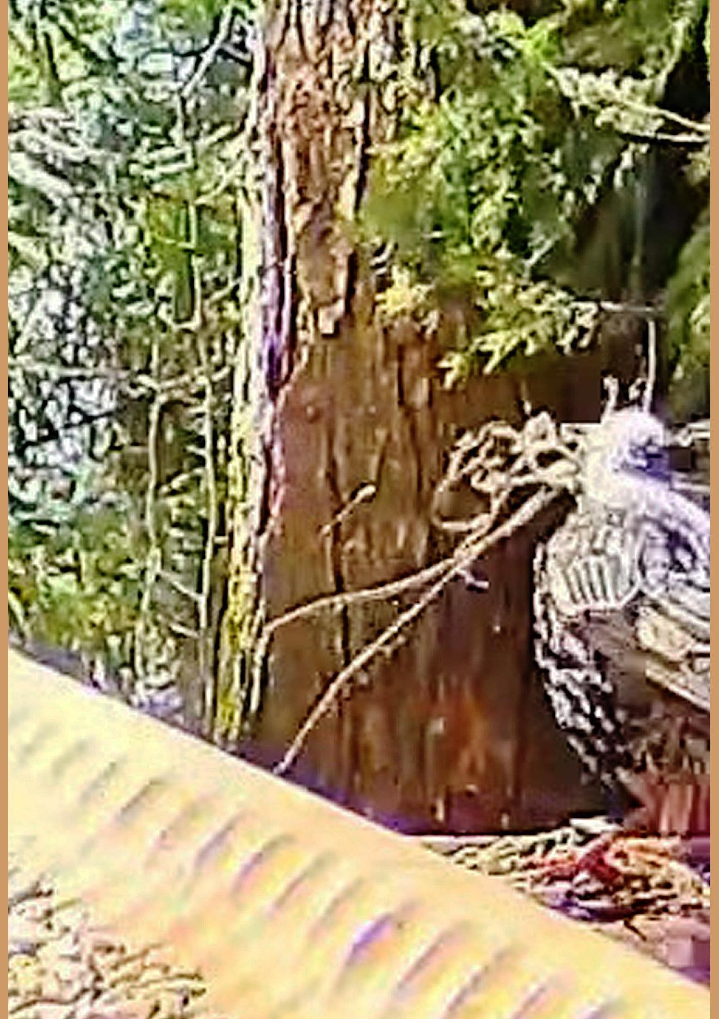 livebirdspoland_991de8f39bb6dbf17844070e39a63c0f.jpg