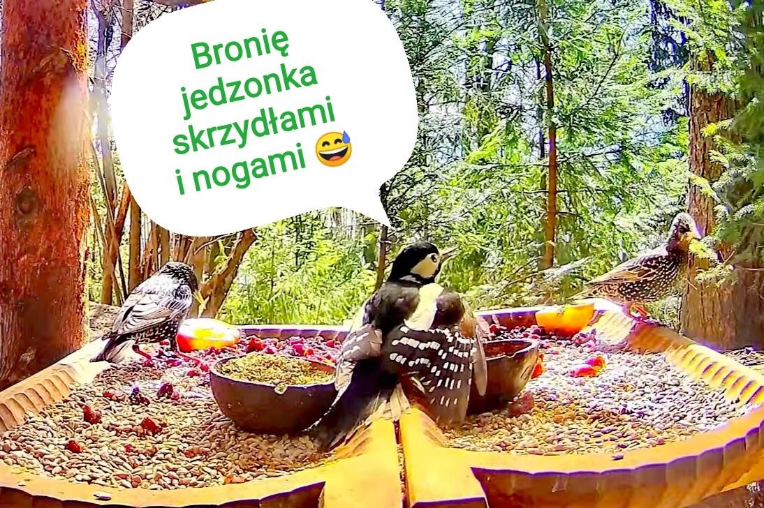 livebirdspoland_9463a2d1e9b937b3168eb67aef12b7e7.jpg